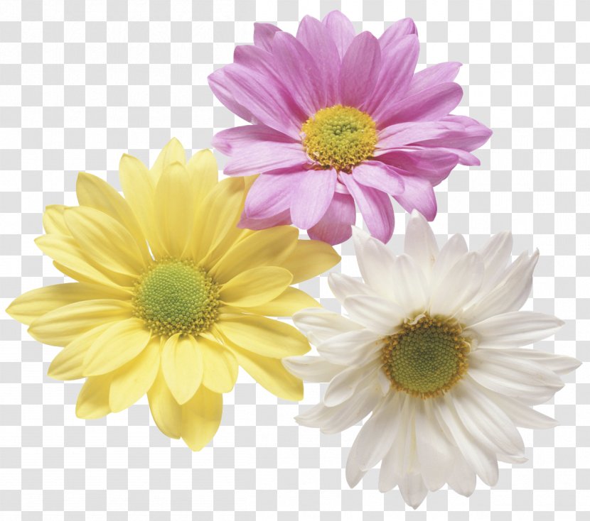 Flowering Tea Chrysanthemum Floristry Clip Art - Daisy - Pastel Flowers Transparent PNG