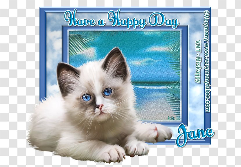 Kitten Ragdoll Birman Transparent PNG