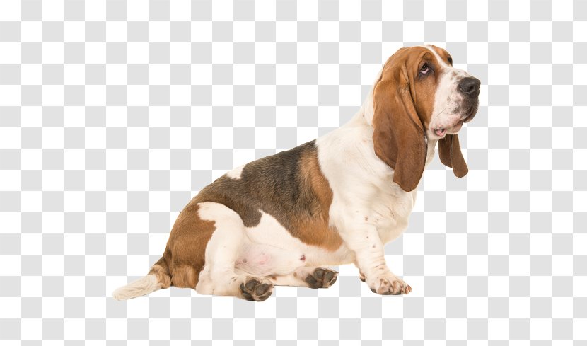 Basset Hound Artésien Normand Dachshund Puppy Beagle - Dog Breed Transparent PNG