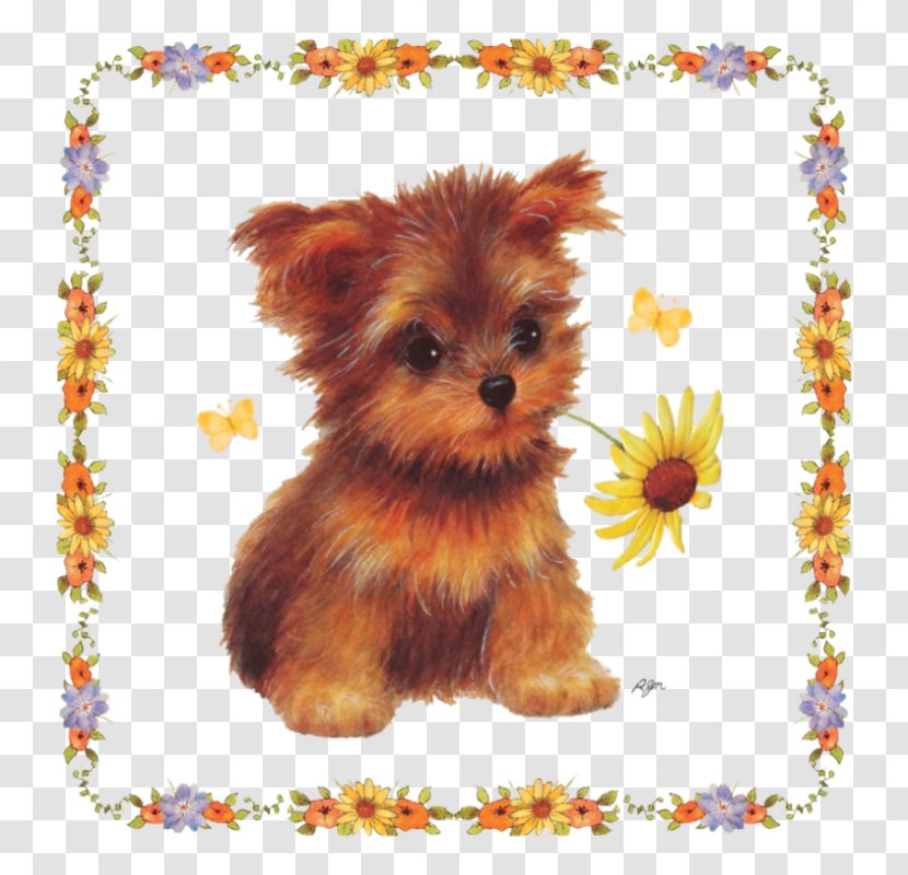 Yorkshire Terrier Morkie Puppy Norfolk Dog Breed Transparent PNG