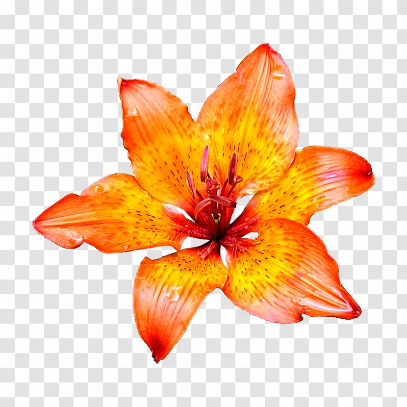 Flower Desktop Wallpaper Lilium Bulbiferum Clip Art - Amaryllis Belladonna - Flowers Transparent PNG
