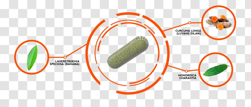 Dietary Supplement Herb Longjack Bitter Melon Ingredient - Kidney - Momordica Charantia Transparent PNG