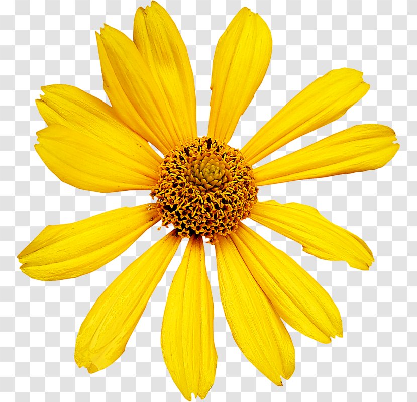 Cut Flowers Petal Transvaal Daisy - Oxeye - Flower Transparent PNG
