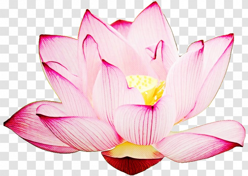 Lotus - Plant - Sacred Transparent PNG