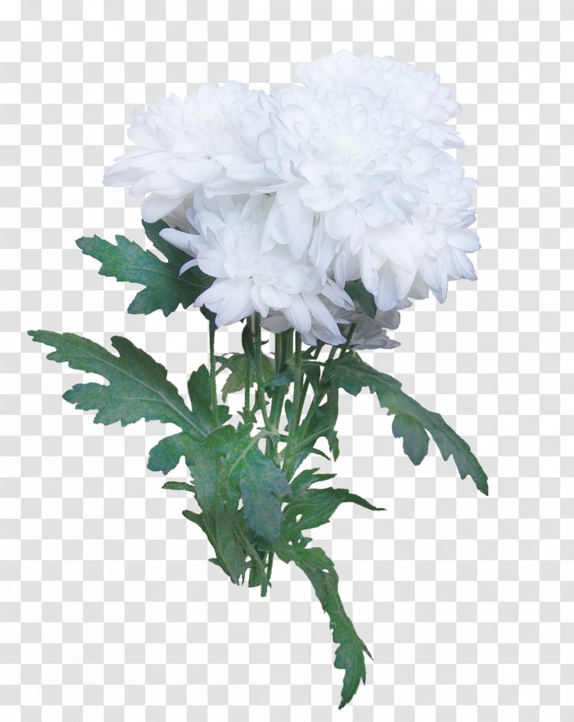 Chrysanthemum Cut Flowers Plant Stem Carnation - Chinese Peony Transparent PNG