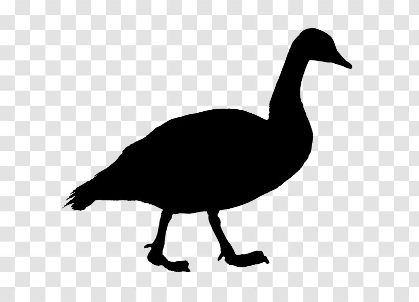 Duck Goose Cygnini Bird Beak - Ducks Geese And Swans Transparent PNG