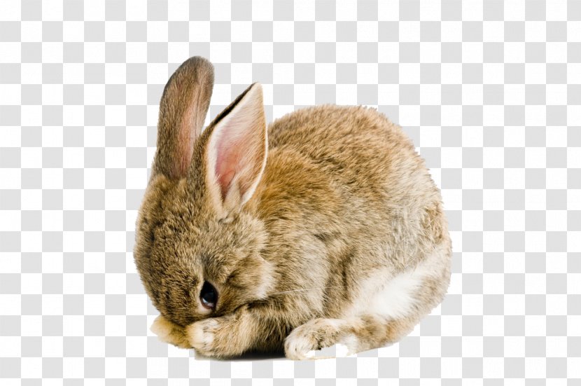 Holland Lop Easter Bunny Cruelty-free Rabbit Snuggle Bunnies - Pic Transparent PNG