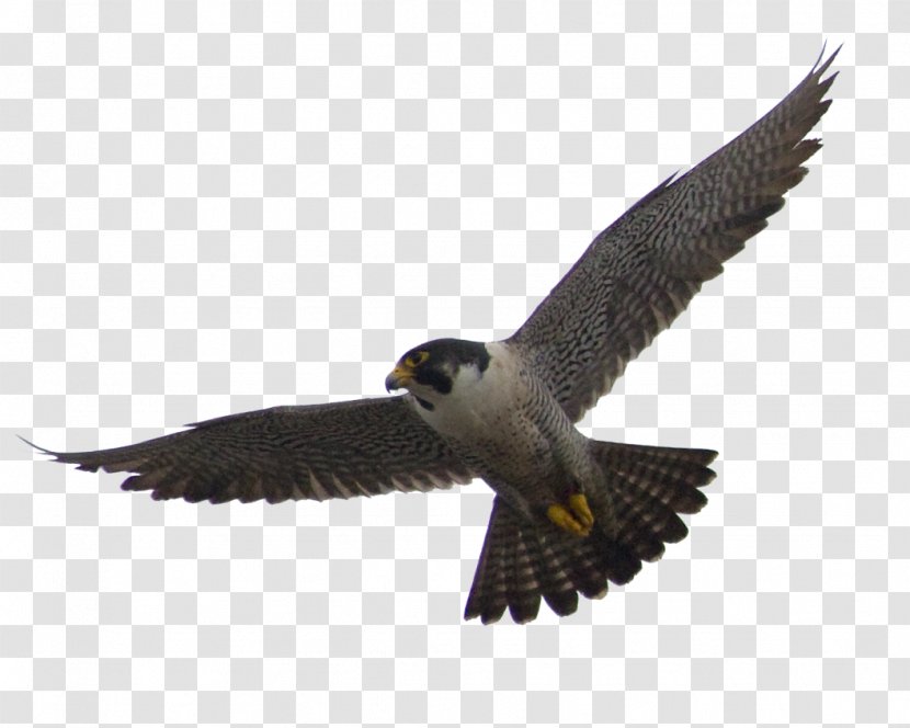 The Peregrine Falcon Flight Bird - Beak Transparent PNG