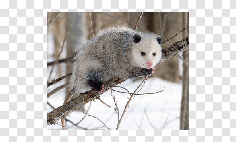 Virginia Opossum Eating Marsupial Great American Interchange - Rodent - Carrion Transparent PNG