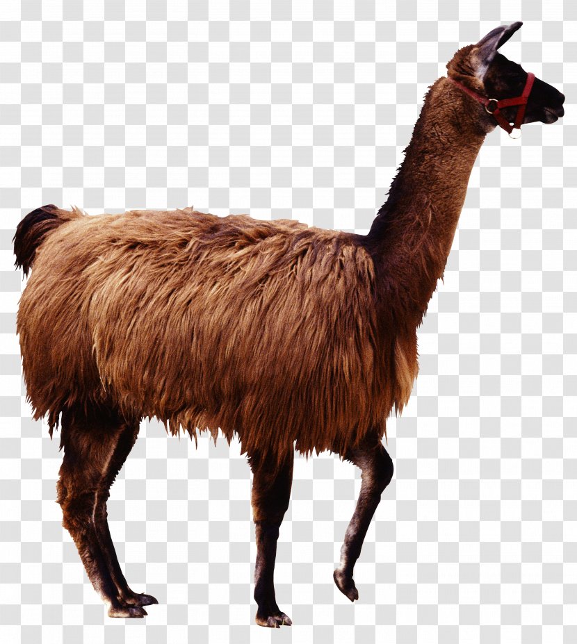 Alpaca Llama Guanaco Camelids - Wildlife - Camel Transparent PNG