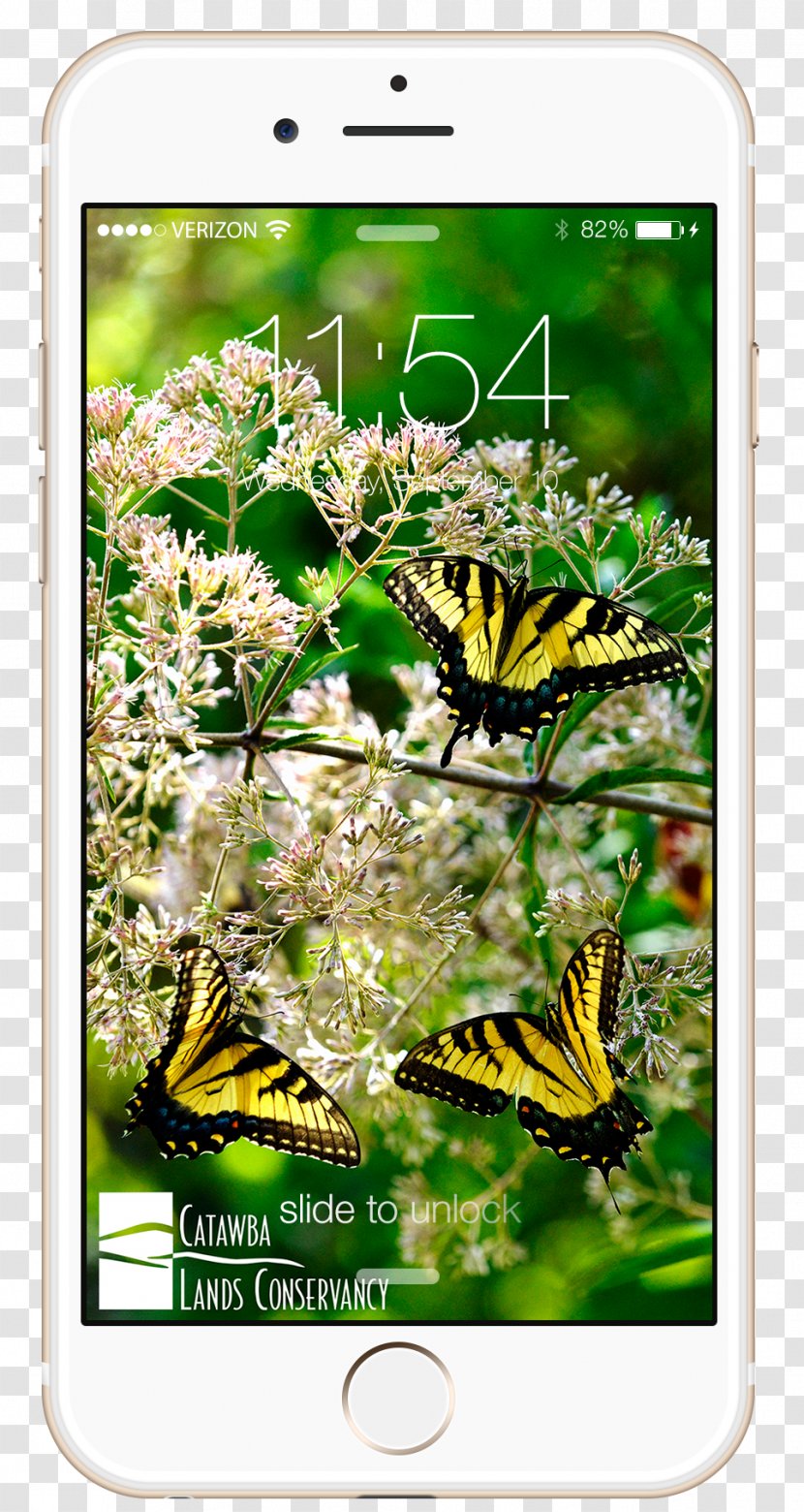Brush-footed Butterflies Desktop Wallpaper IPhone Catawba Lands Conservancy Video - Pollinator - Iphone Transparent PNG