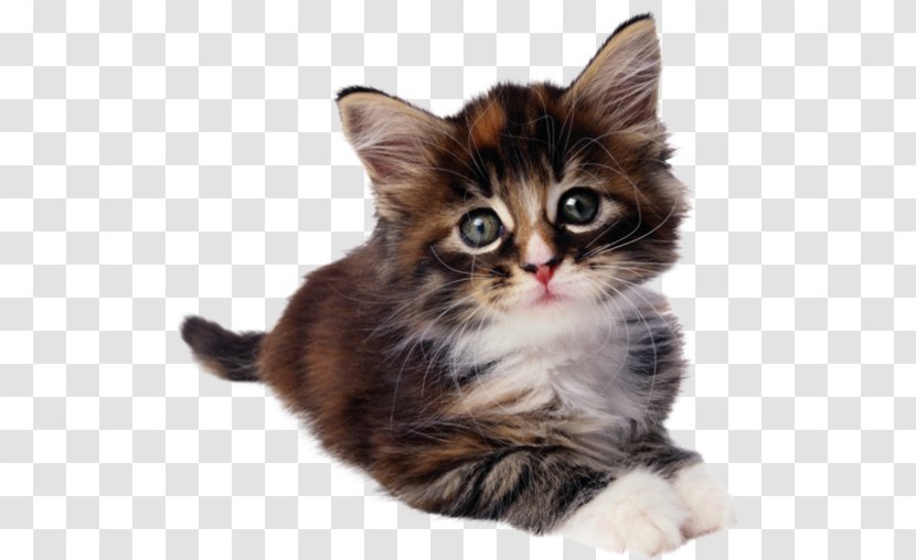 Feral Cat Kitten Dog Pet Transparent PNG
