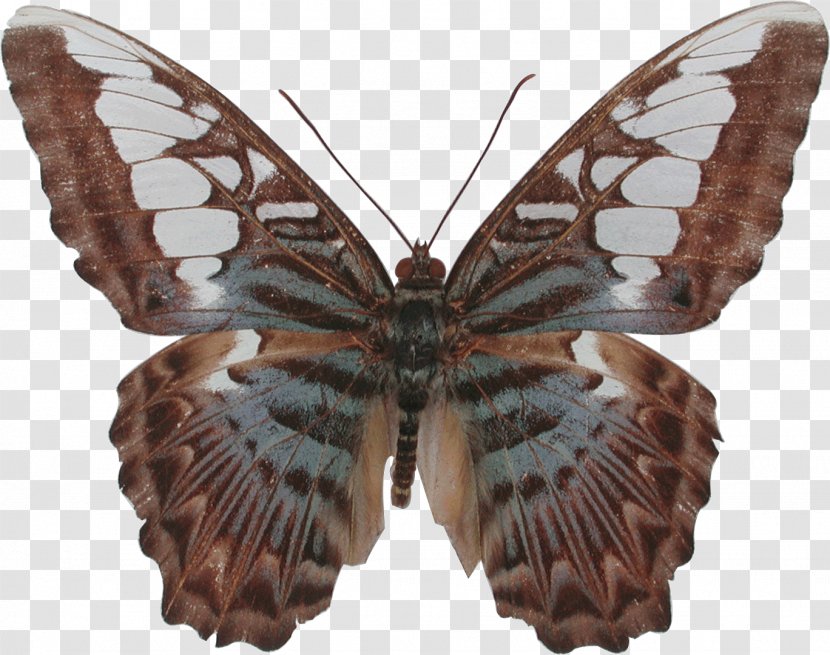 Butterfly Nymphalidae Moth Parthenos Sylvia Insect - Do You Want To Build A Snowman Transparent PNG