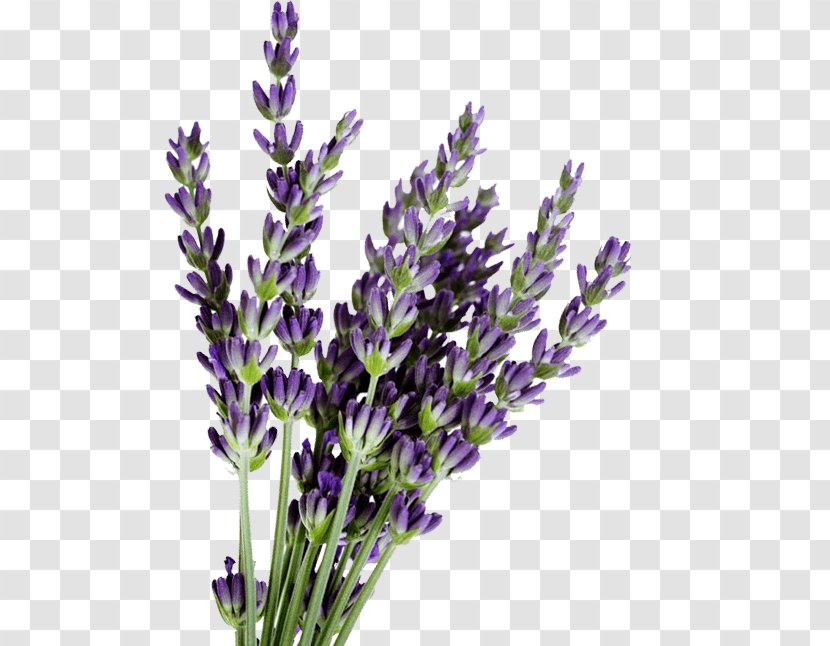 English Lavender Lavandula Dentata French Oil Flower - Plant Stem Transparent PNG