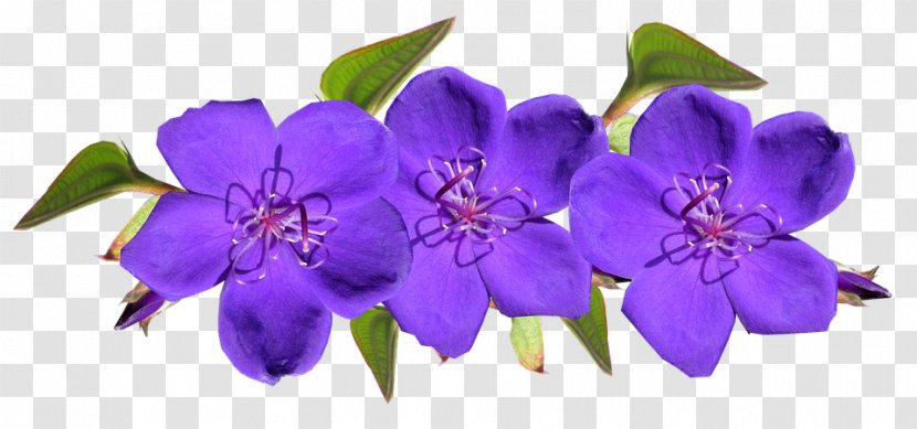 Meditazione Amore E Benessere: La Via Verso Felicità Violet Amazon.com Flower - Viola Transparent PNG