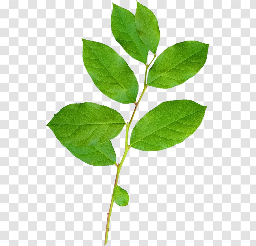 Leaf Branch Clip Art - Information Transparent PNG