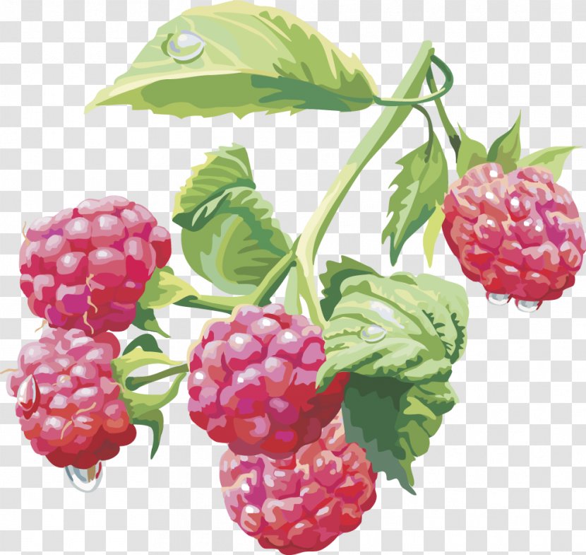Raspberry Clip Art - Tayberry - Vector Transparent PNG