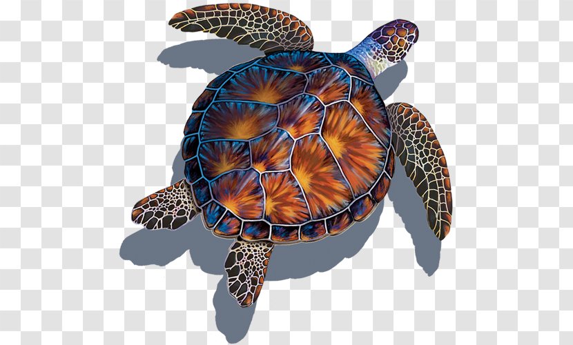 Sea Turtle Background - Ceramic - Terrapin Organism Transparent PNG