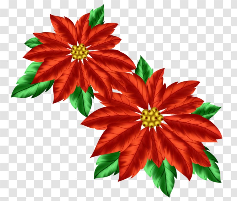 Christmas Decoration Poinsettia Clip Art - Scrapbooking - Poinsettias Pictures Transparent PNG