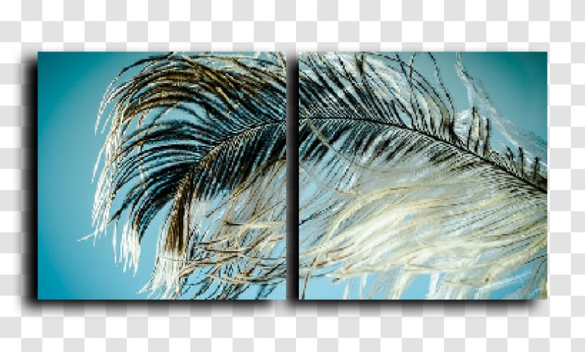 Feather Bird Plumage - White Transparent PNG