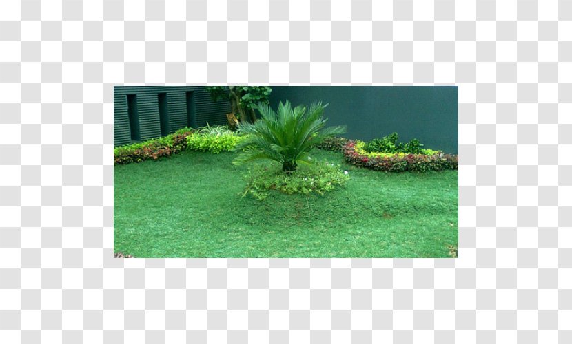 Lawngrass Garden Napier Grass Ornamental Plant - Lawn - RUMPUT Transparent PNG