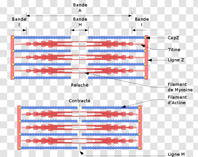 Skeletal Muscle Contraction Sarcomere Myocyte - Myofibril - Proteine Transparent PNG