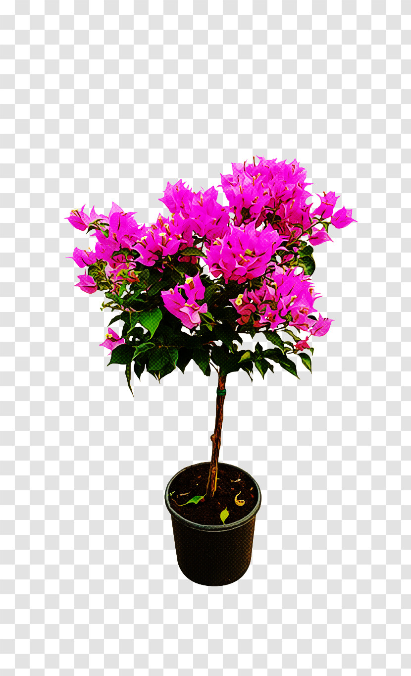 Flower Plant Flowerpot Bougainvillea Shrub Transparent PNG