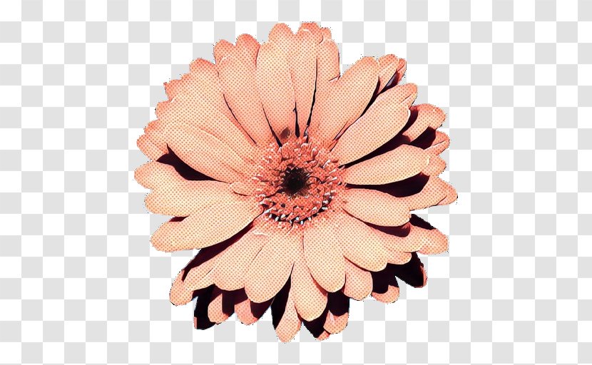 Flowers Background - Transvaal Daisy - Zinnia African Transparent PNG