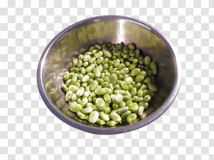 Broad Bean Legumes Fava - Common - Black Beans Transparent PNG