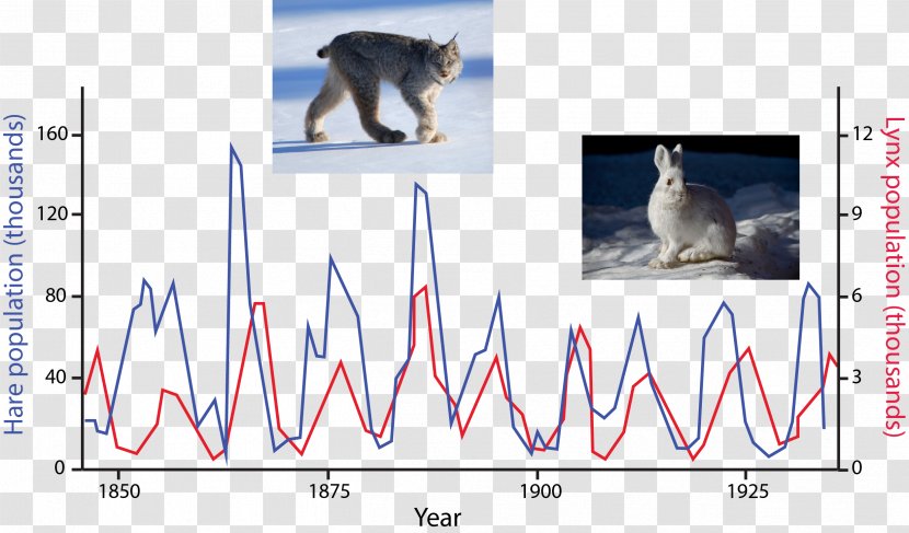 Cat Snowshoe Hare Eurasian Lynx Lotka–Volterra Equations Predation Transparent PNG