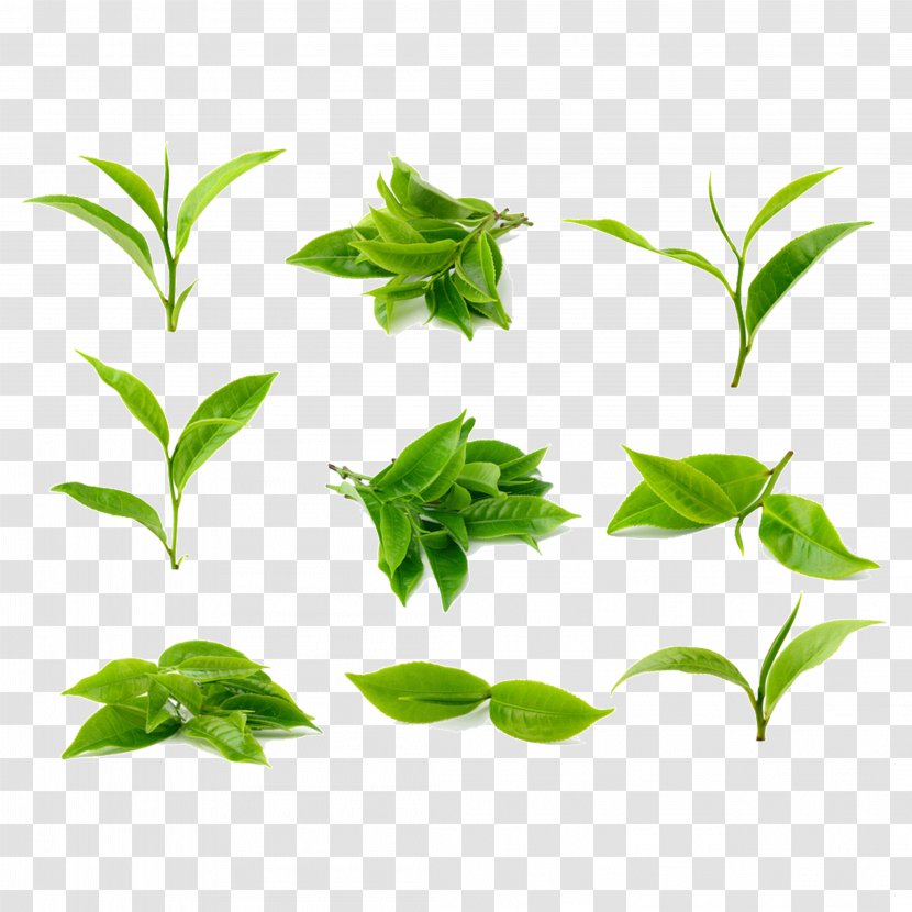 Green Tea Stock Photography Processing - Shutterstock - Leaves Transparent PNG