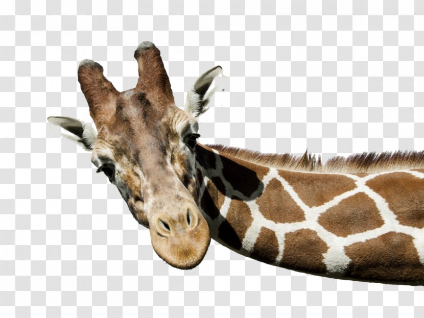 The White Giraffe Stock Photography Transparent PNG