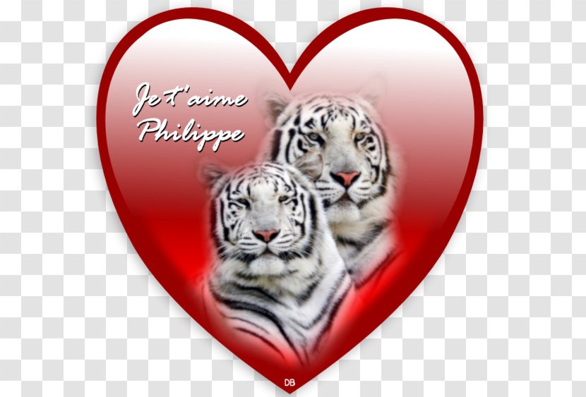 White Tiger Bengal Desktop Wallpaper Siberian Felidae - Mon Amour Transparent PNG