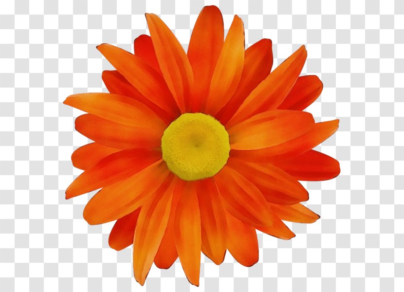 Orange - Barberton Daisy - Family Flowering Plant Transparent PNG