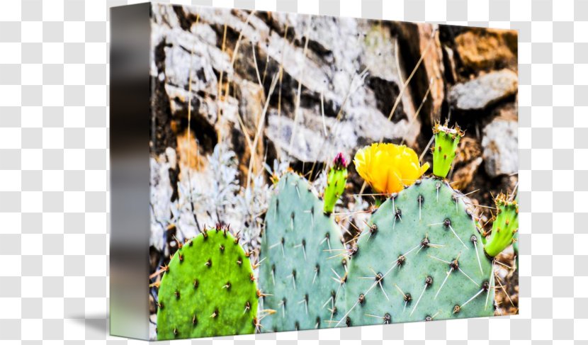 Citroën Cactus M Nopal - Arizona Desert Transparent PNG