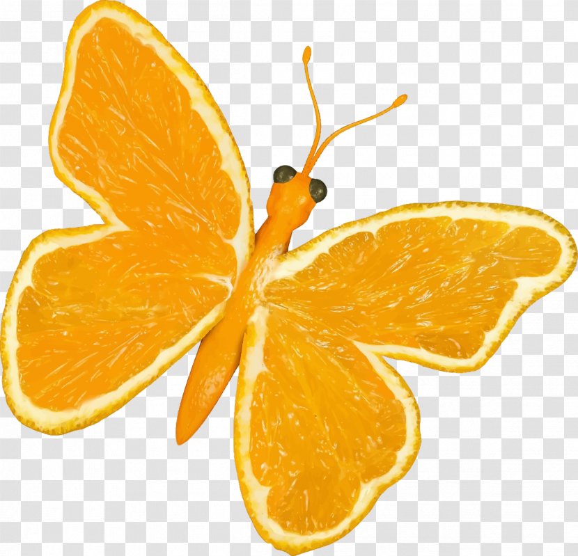 Butterfly Orange Citrus Clip Art - Grapefruit Transparent PNG