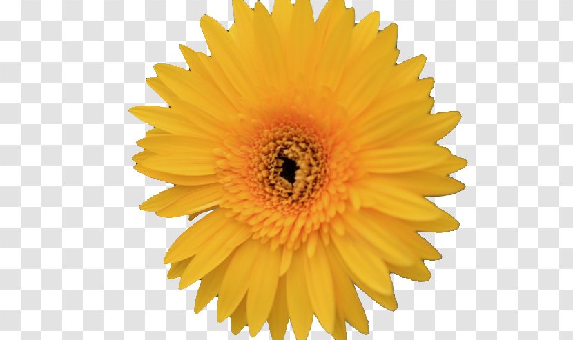 Vector Graphics Stock Photography Royalty-free Illustration Image - Footage - Gerbera Transparent PNG