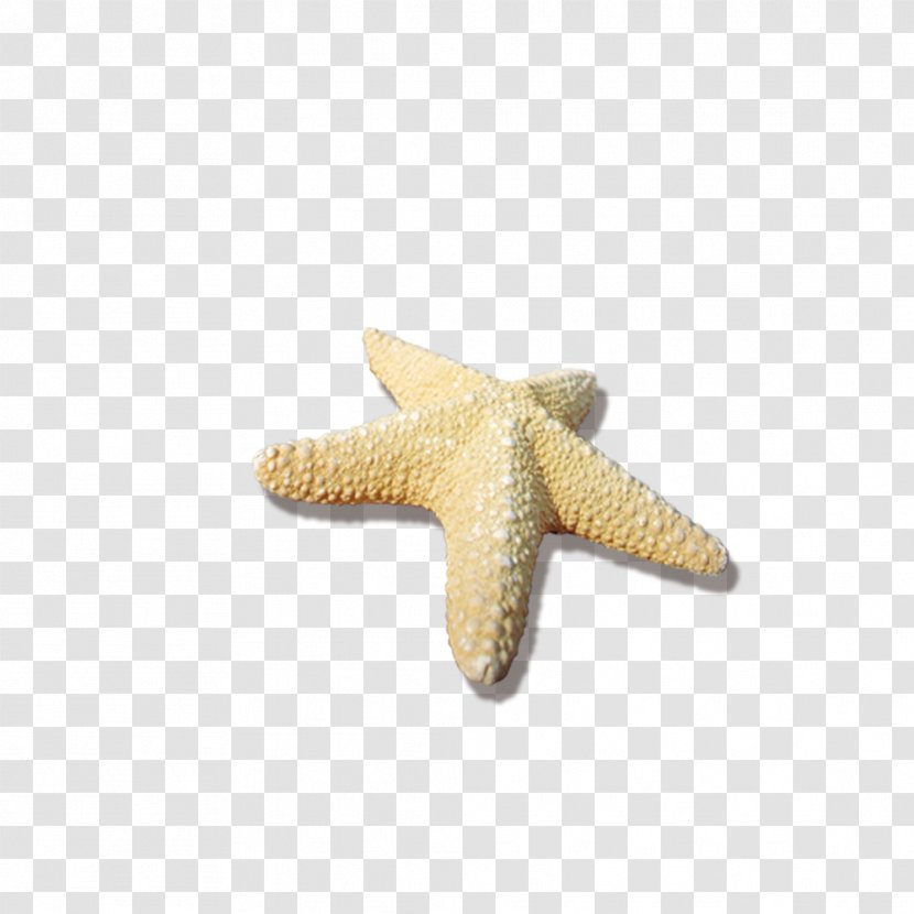 Starfish Sea - Stars Transparent PNG