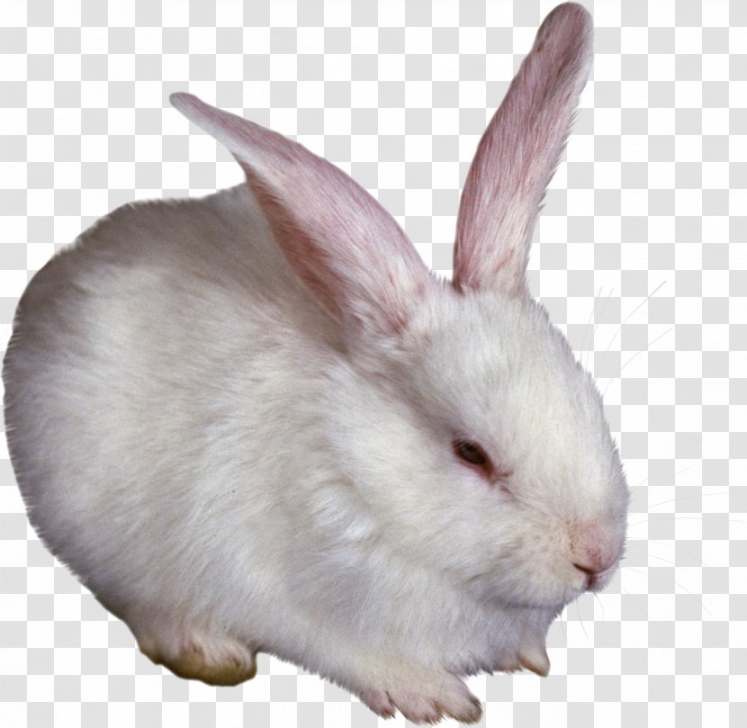 Hare Domestic Rabbit - Bunny Transparent PNG