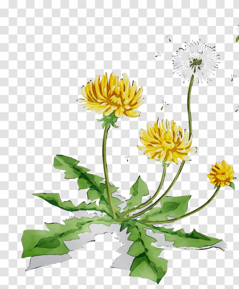 Dandelion Chrysanthemum Marguerite Daisy Safflower Cut Flowers - Family - Flowering Plant Transparent PNG