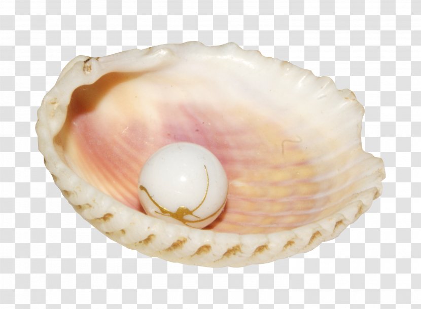 Pearl Conch Seashell Clip Art - Veneroida - Shell Inside Transparent PNG