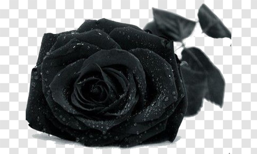Black Rose Drop Wallpaper - Order Transparent PNG