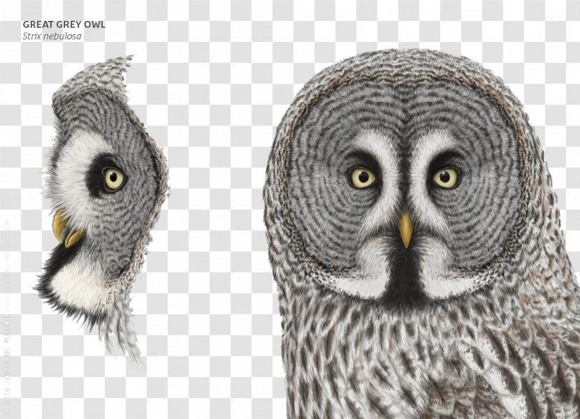 Great Grey Owl Clip Art - Wildlife - Pattern Transparent PNG