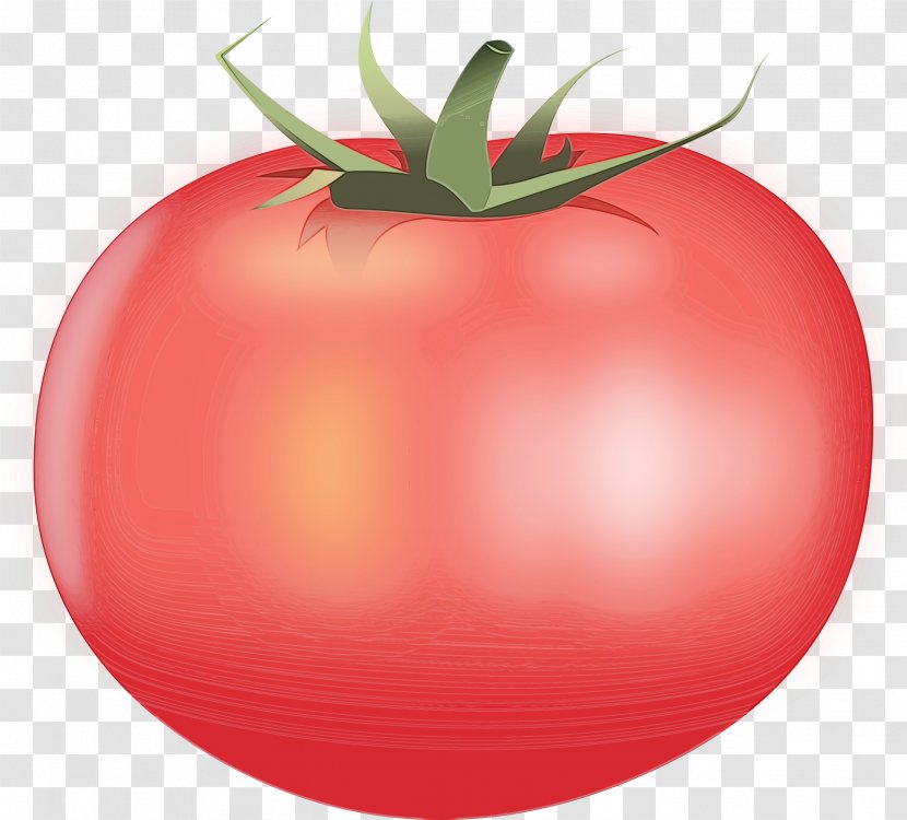 Tomato - Watercolor - Plum Nightshade Family Transparent PNG