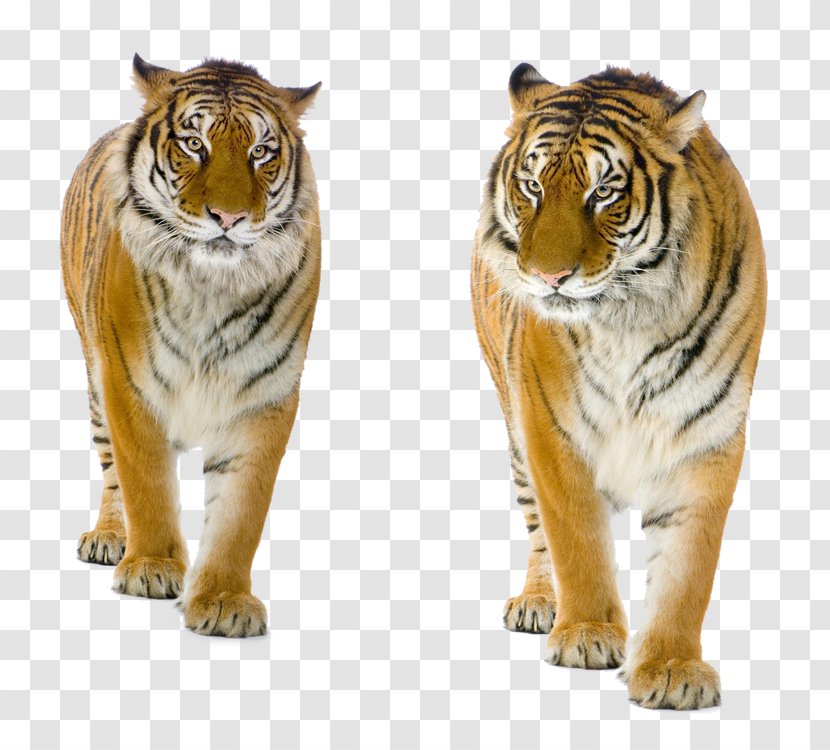 Tiger Felidae - Sumatran Transparent PNG