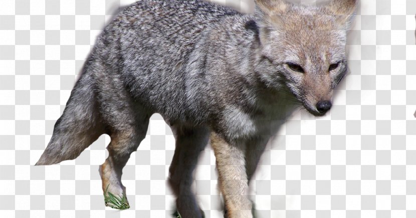 Gray Fox Dog Coyote El Zorro - Nature Transparent PNG