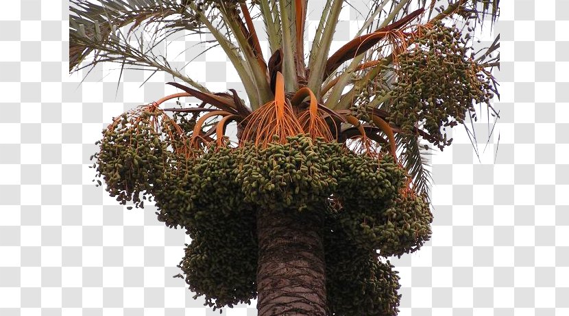 Date Palm Trachycarpus Fortunei Arecaceae Fruit Oil - Tree - The Of A Transparent PNG