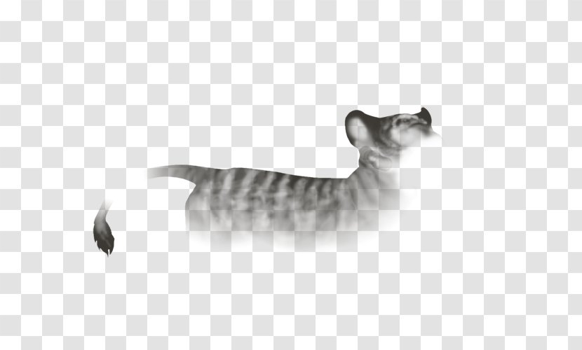 Tabby Cat Toyger Domestic Short-haired Whiskers Fauna - Small To Medium Sized Cats - Albino Dwarf D&d Transparent PNG