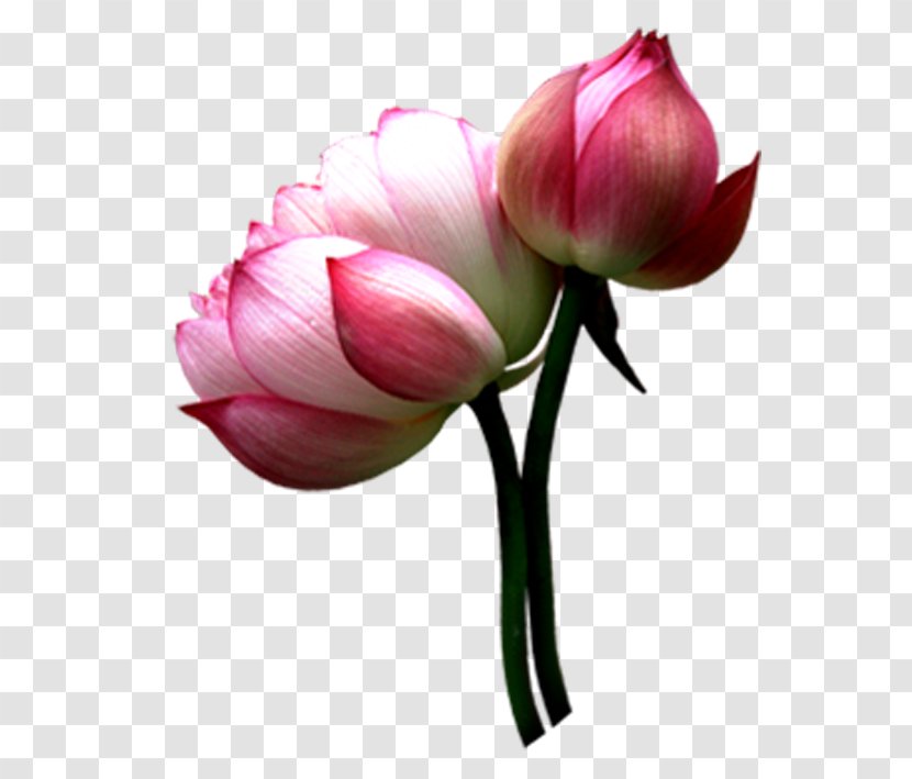 Yinchuan Nelumbo Nucifera Pink - Cut Flowers - Budded Lotus Transparent PNG