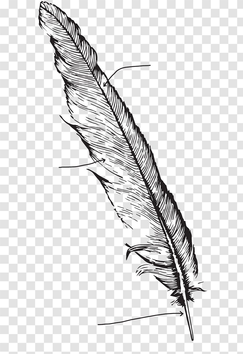 Feather Bird Drawing Line Art Transparent PNG